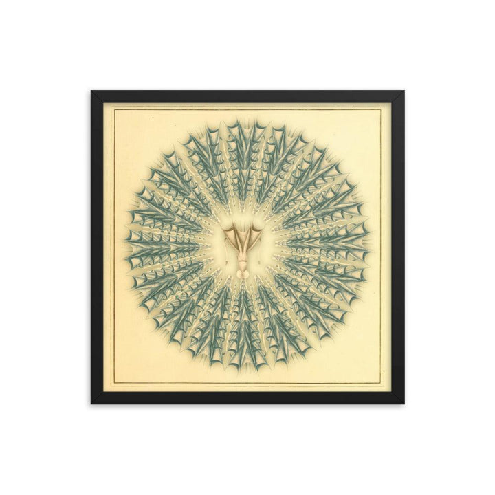 "Mandala Squid" : An Intricate Dance of Marine Elegance and Symmetry - FUSION ARTISTERO