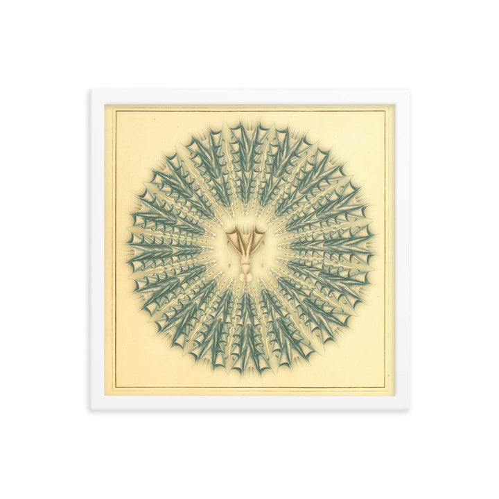 "Mandala Squid" : An Intricate Dance of Marine Elegance and Symmetry - FUSION ARTISTERO