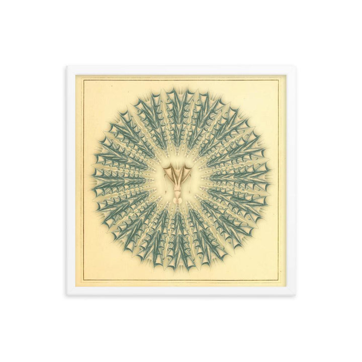 "Mandala Squid" : An Intricate Dance of Marine Elegance and Symmetry - FUSION ARTISTERO